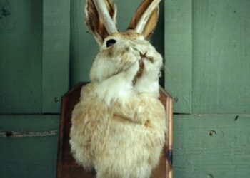 Collettivo T. Monk. Ugly Beauty