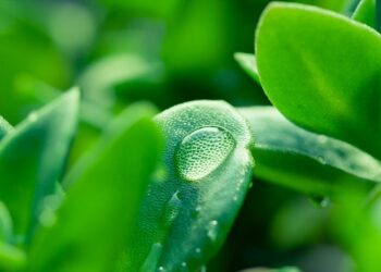 L’ecologismo di destra e i Verdi. Sconfinamento a sinistra