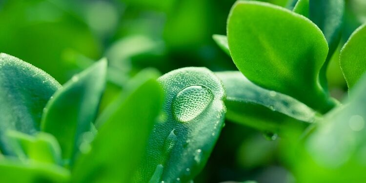 L’ecologismo di destra e i Verdi. Sconfinamento a sinistra