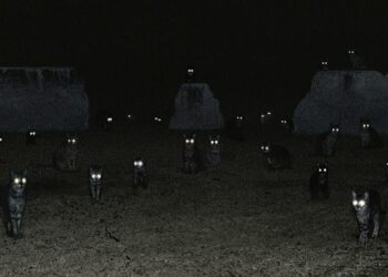 Steve Tibbetts. Life Of