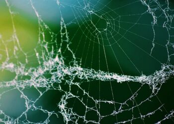 La fugacità di Internet. Un Report del Pew Research Center