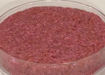 Carne coltivata o cibo di Marte